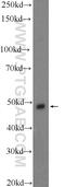 Serine/Threonine Kinase 25 antibody, 25821-1-AP, Proteintech Group, Western Blot image 