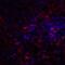 Rat CD152 antibody, LS-C669075, Lifespan Biosciences, Immunofluorescence image 