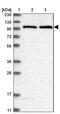 Alanyl-TRNA Synthetase 2, Mitochondrial antibody, PA5-57347, Invitrogen Antibodies, Western Blot image 