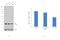 Activating Transcription Factor 6 antibody, MA1-25358, Invitrogen Antibodies, Western Blot image 
