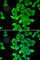 N-lysine methyltransferase SMYD2 antibody, A6474, ABclonal Technology, Immunofluorescence image 