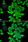 SET And MYND Domain Containing 2 antibody, A6474, ABclonal Technology, Immunofluorescence image 