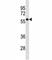 CD1a Molecule antibody, F53637-0.1ML, NSJ Bioreagents, Western Blot image 