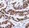 Caudal Type Homeobox 2 antibody, MA5-14494, Invitrogen Antibodies, Immunohistochemistry paraffin image 