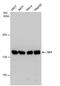 Stromal Antigen 1 antibody, PA5-78313, Invitrogen Antibodies, Western Blot image 