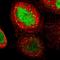 Extracellular Leucine Rich Repeat And Fibronectin Type III Domain Containing 2 antibody, HPA000781, Atlas Antibodies, Immunofluorescence image 