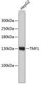 TATA Element Modulatory Factor 1 antibody, 19-118, ProSci, Western Blot image 