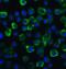 Tyrosine Kinase 2 antibody, 7177, ProSci, Immunofluorescence image 