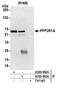 Protein Phosphatase 2 Scaffold Subunit Aalpha antibody, A300-963A, Bethyl Labs, Immunoprecipitation image 
