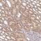 Interleukin 1 Receptor Associated Kinase 2 antibody, NBP2-38629, Novus Biologicals, Immunohistochemistry paraffin image 