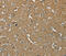 Nuclear Export Mediator Factor antibody, MBS2517479, MyBioSource, Immunohistochemistry frozen image 
