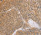 Bombesin Receptor Subtype 3 antibody, MBS2519384, MyBioSource, Immunohistochemistry frozen image 