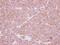 SBDS Ribosome Maturation Factor antibody, PA5-28950, Invitrogen Antibodies, Immunohistochemistry paraffin image 