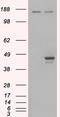 ESE-1 antibody, EB05503, Everest Biotech, Western Blot image 