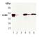 60 kDa chaperonin antibody, orb89061, Biorbyt, Western Blot image 