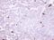 Amine Oxidase Copper Containing 3 antibody, PA5-27403, Invitrogen Antibodies, Immunohistochemistry paraffin image 