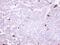 Membrane primary amine oxidase antibody, PA5-27403, Invitrogen Antibodies, Immunohistochemistry paraffin image 