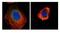 Cell Division Cycle 25C antibody, NBP2-15827, Novus Biologicals, Immunofluorescence image 