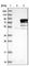 General Transcription Factor IIF Subunit 1 antibody, HPA022793, Atlas Antibodies, Western Blot image 