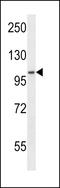 Nuclear Export Mediator Factor antibody, LS-C158930, Lifespan Biosciences, Western Blot image 
