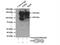 Inter-Alpha-Trypsin Inhibitor Heavy Chain 3 antibody, 21247-1-AP, Proteintech Group, Immunoprecipitation image 