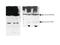 EF-Hand Domain Family Member D2 antibody, 12181-1-AP, Proteintech Group, Western Blot image 