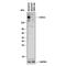 Chromodomain Helicase DNA Binding Protein 1 antibody, AF6195, R&D Systems, Western Blot image 