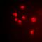Programmed Cell Death 6 antibody, orb341148, Biorbyt, Immunofluorescence image 