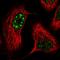 RNA Polymerase III Subunit B antibody, HPA036466, Atlas Antibodies, Immunofluorescence image 