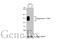 Integrin Subunit Beta 1 antibody, GTX128839, GeneTex, Western Blot image 