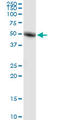 TOR antibody, LS-C198102, Lifespan Biosciences, Western Blot image 