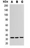 Zinc Finger Protein 346 antibody, LS-C668723, Lifespan Biosciences, Western Blot image 