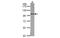 Adaptor Related Protein Complex 2 Subunit Beta 1 antibody, MBS837212, MyBioSource, Western Blot image 