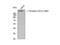 Acetyl-CoA Carboxylase Alpha antibody, A01802S80, Boster Biological Technology, Western Blot image 