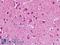 G-protein coupled receptor 182 antibody, LS-A392, Lifespan Biosciences, Immunohistochemistry frozen image 