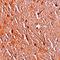 LMBR1 Domain Containing 1 antibody, orb75522, Biorbyt, Immunohistochemistry paraffin image 