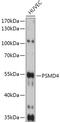 Proteasome 26S Subunit, Non-ATPase 4 antibody, GTX32821, GeneTex, Western Blot image 