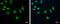 RNA Polymerase II Subunit C antibody, GTX118715, GeneTex, Immunocytochemistry image 