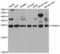 Progesterone Receptor Membrane Component 1 antibody, LS-B13388, Lifespan Biosciences, Western Blot image 