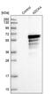 Coenzyme Q8B antibody, PA5-55565, Invitrogen Antibodies, Western Blot image 