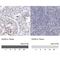 SRY-Box 6 antibody, NBP1-85811, Novus Biologicals, Immunohistochemistry paraffin image 