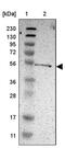 KIAA0513 antibody, PA5-53165, Invitrogen Antibodies, Western Blot image 