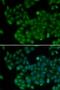 DNA Methyltransferase 3 Like antibody, LS-C332077, Lifespan Biosciences, Immunofluorescence image 