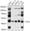 F2RL1 antibody, 23-725, ProSci, Western Blot image 