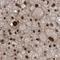 L Antigen Family Member 3 antibody, HPA036122, Atlas Antibodies, Immunohistochemistry frozen image 