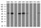 Interferon Induced Protein With Tetratricopeptide Repeats 3 antibody, NBP2-02148, Novus Biologicals, Western Blot image 