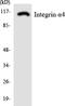 CD49D antibody, LS-C286290, Lifespan Biosciences, Western Blot image 