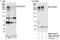 Ankyrin Repeat And KH Domain Containing 1 antibody, NBP1-78211, Novus Biologicals, Western Blot image 