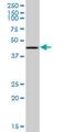 Ring Finger Protein 1 antibody, H00006015-M07, Novus Biologicals, Western Blot image 