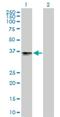 Beta-1,3-Glucuronyltransferase 3 antibody, H00026229-B01P, Novus Biologicals, Western Blot image 